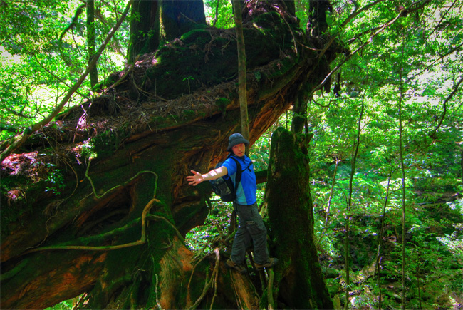 yakushima shiratani gorge mike sugi cedar